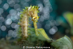 Seahorse (Hippocampus histrix) by Oksana Maksymova 